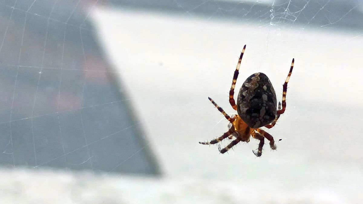 Ocet, sůl a citrusová kůra stojí pár korun a pavouky odradí na týdny. Klíč je v siličných olejích na povrchu
