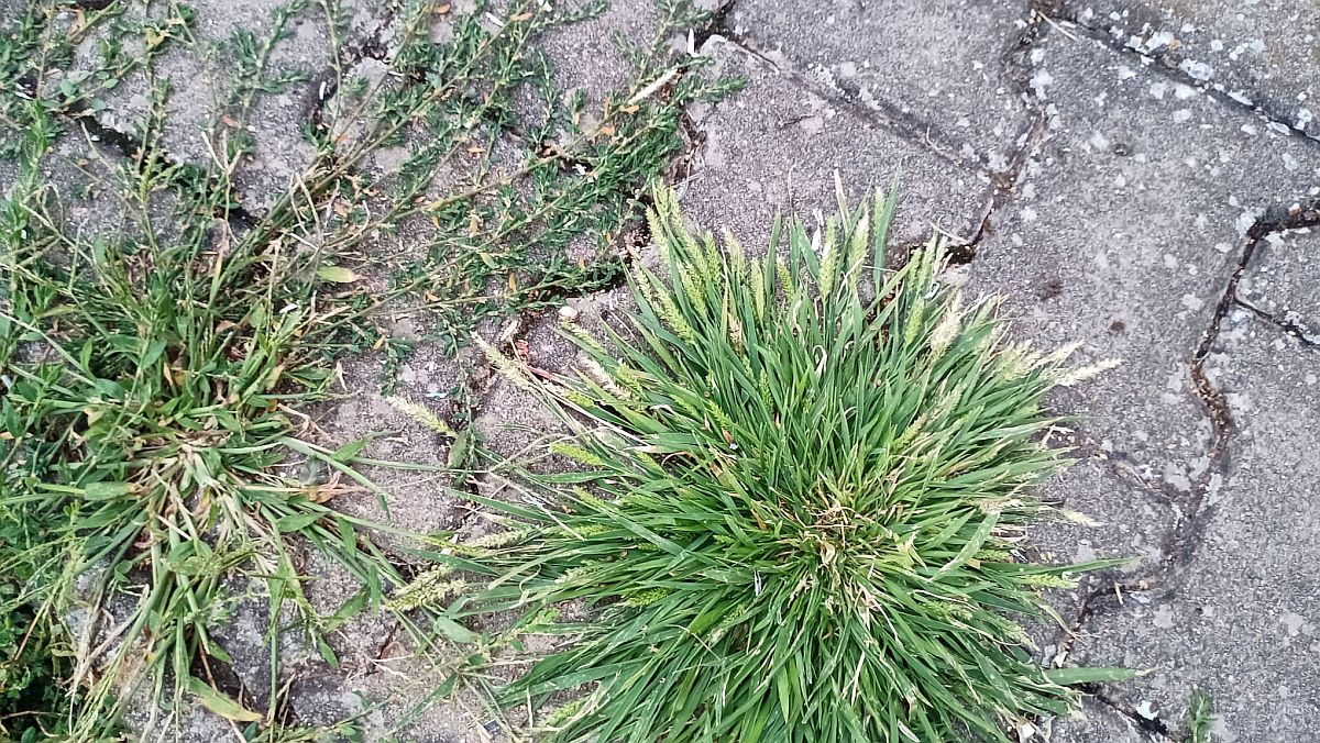 Spáry v zámkové dlažbě zarostou plevelem za jediné léto. Kdo je nezaplní správně, bude příští rok trhat plevel na kolenou