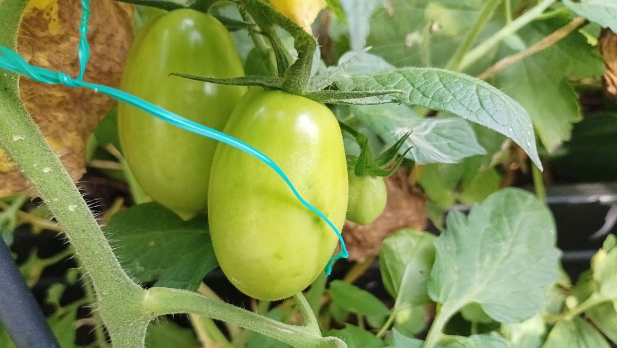 Jedno jablko v krabici nechá zelená rajčata dozrát rychleji než celý týden na slunném parapetu. Parapet je spíš zlozvyk