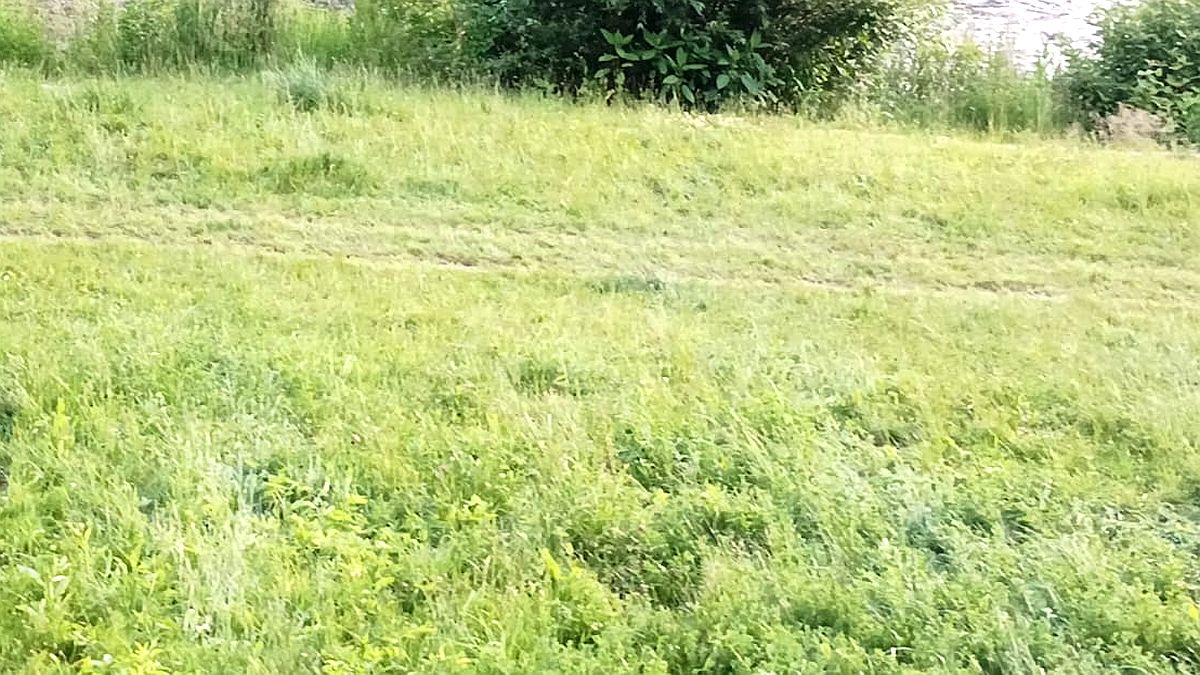 Kdo seká trávník v létě příliš nízko, dělá z holých míst pozvánku pro jetel a pampelišky. Opravit to jde, ale stojí to měsíce