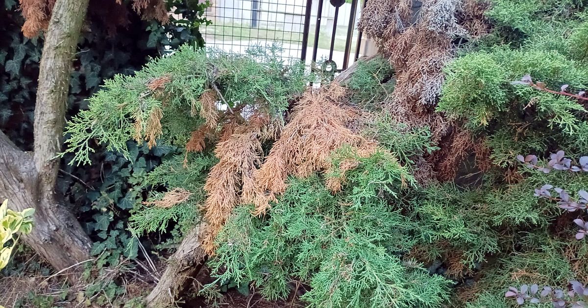 Túje v plotě hnědnou a zahradníci říkají: nejčastěji za to může sám majitel. Tři chyby, které se opakují každý rok