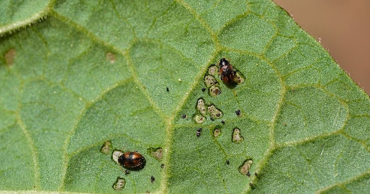 Dřepčík přežije zimu v půdě a na jaře sežere ředkvičky dřív, než je sklidíte. Klíč je ve vlhkosti, kterou nesnáší