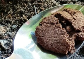 Kávovou sedlinu je před aplikací na zahradu nejlepší „prohnat“ kompostem