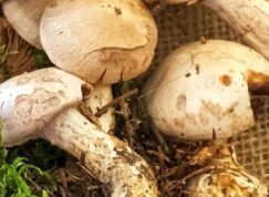 Pavučince patří mezi zákeřné houby, u nichž se symptomy otravy projevují až po mnoha dnech