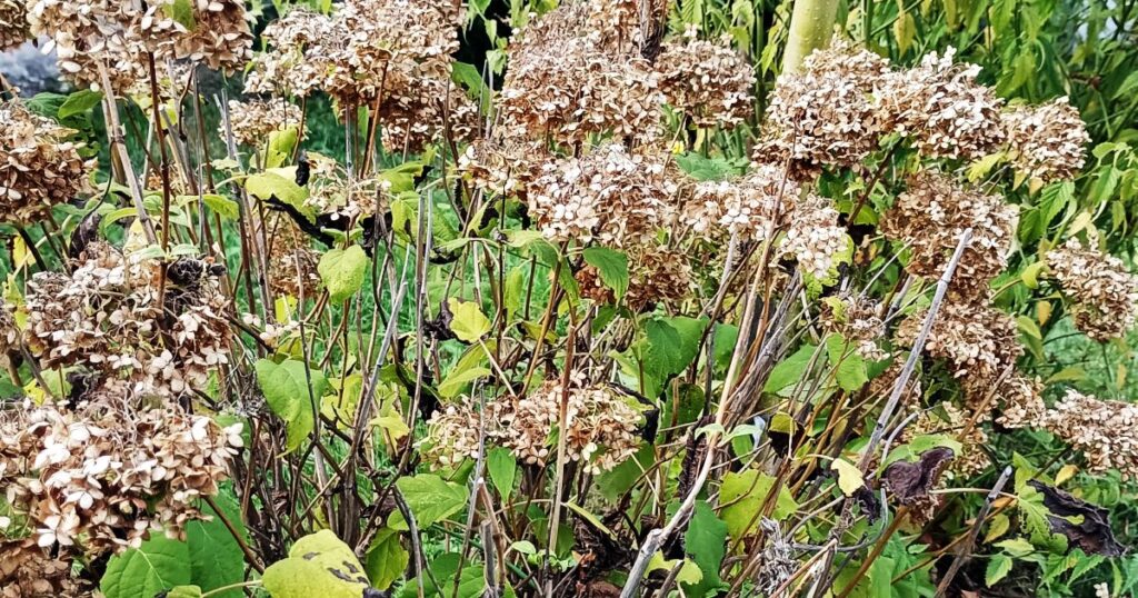 Špatně ostříhaná hortenzie. Místo několika velkých hlav tvoří spíše drobná a nevýrazná květenství