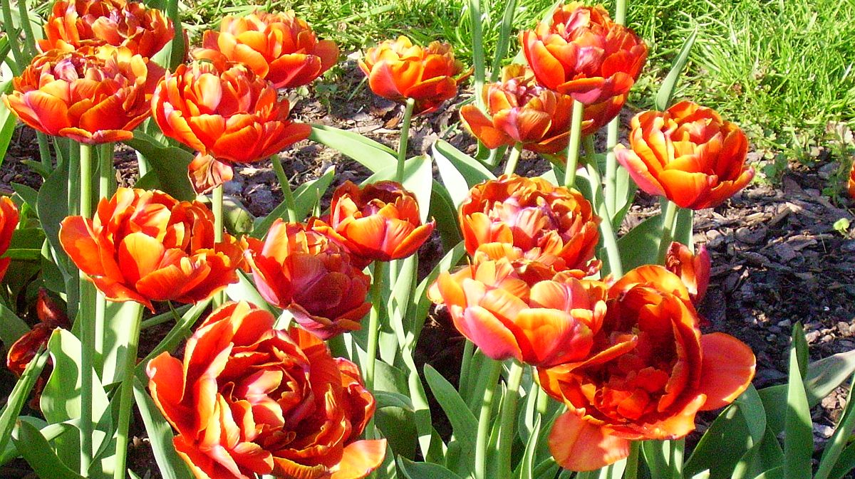 Kdo sází tulipány po jednom, přijde o polovinu efektu. Zkušení zahradníci je sází ve skupinách po deseti a výsledek mluví za vše