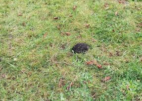 Každá nová krtina připomíná, kdo má pod zahradou hlavní slovo. A zdá se, že podzemní nájemník se jen tak vystěhovat nehodlá.