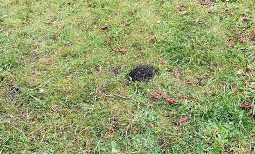 Každá nová krtina připomíná, kdo má pod zahradou hlavní slovo. A zdá se, že podzemní nájemník se jen tak vystěhovat nehodlá.