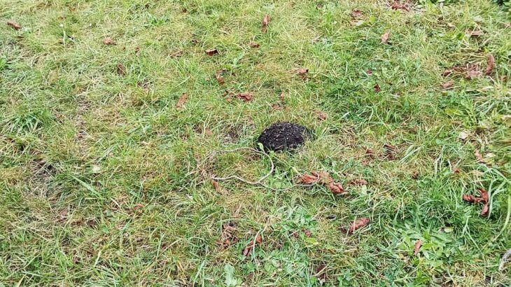 Každá nová krtina připomíná, kdo má pod zahradou hlavní slovo. A zdá se, že podzemní nájemník se jen tak vystěhovat nehodlá.