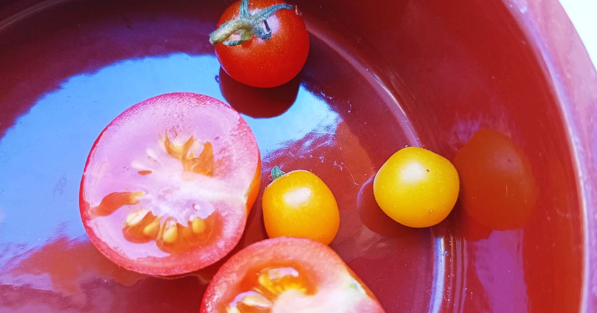 Semínka z rajčat si většina zahrádkářů jen usuší. Kdo je předtím nechá 3 dny kvasit ve sklenici, má klíčivost téměř 100 %