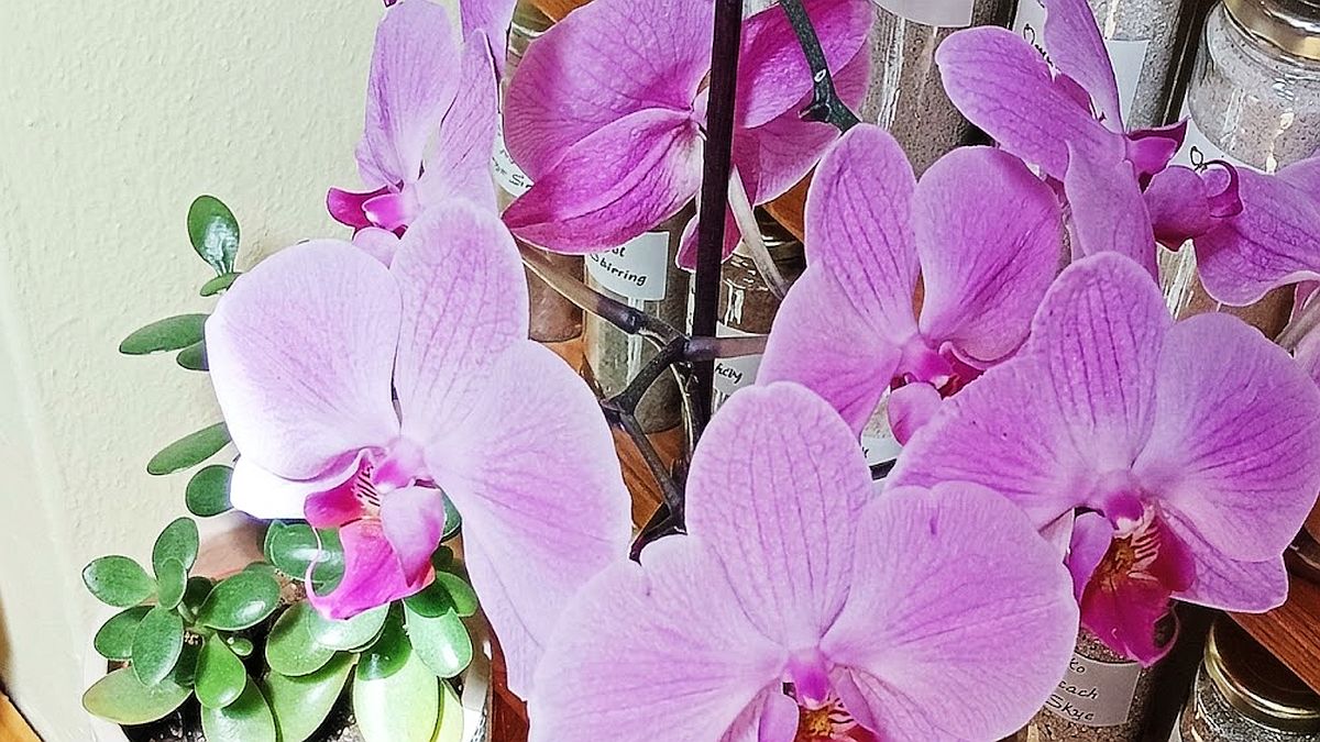 Zalejte orchidej vodou s droždím a už nikdy nepřestane kvést. Levná zálivka za pár korun nahradí i drahá hnojiva z obchodu