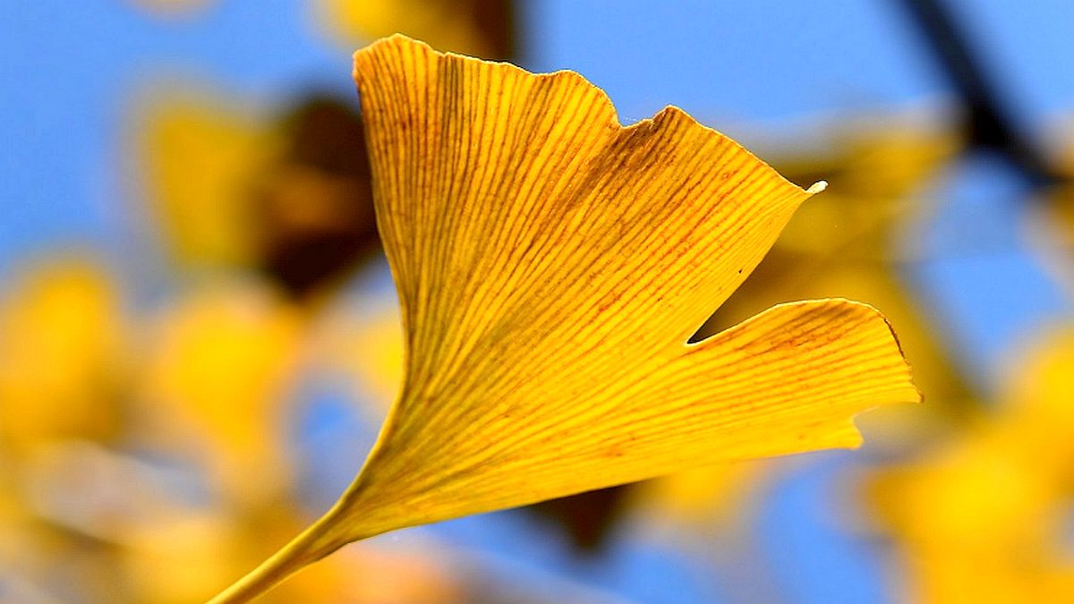 Ginko na podzim svítí do zahrady jako zlatý reflektor. Dalších pět stromů, které dokážou totéž, zná málokdo