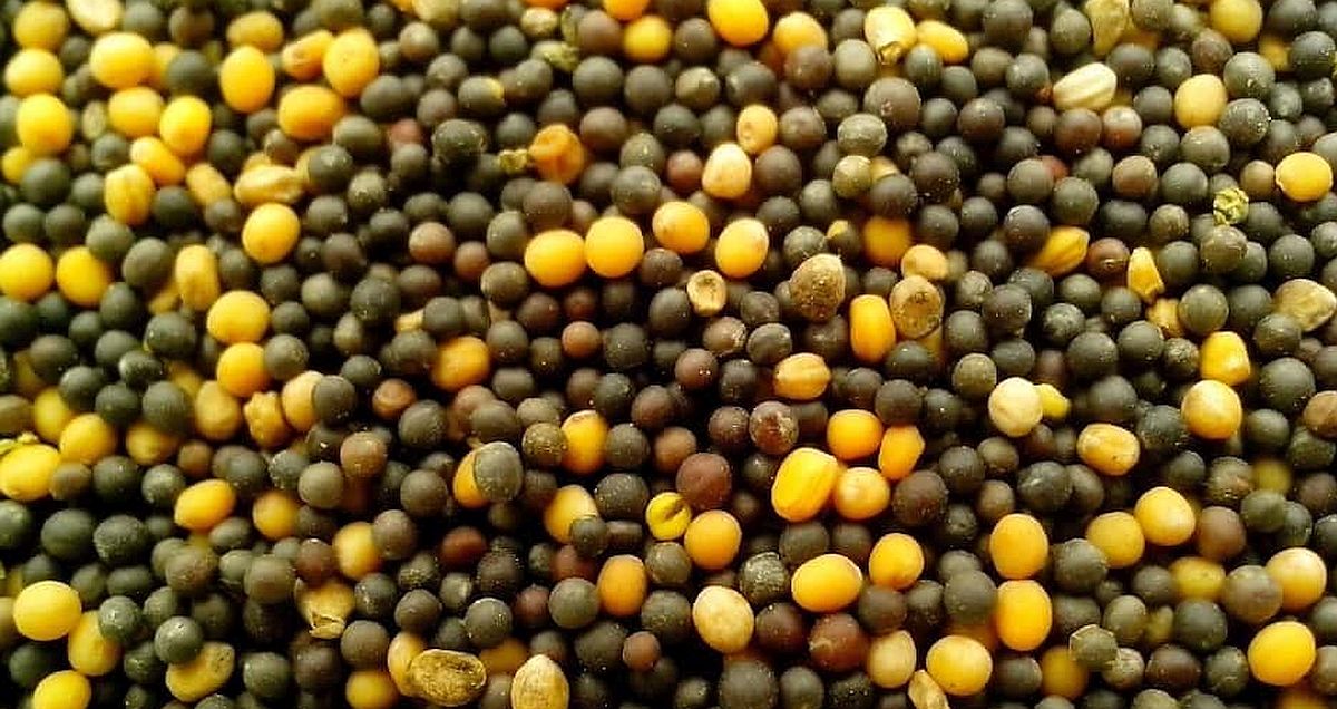 33 rostlin, ze kterých vypěstujete klíčky na parapetu za pár korun. Většina z nich už leží ve vaší spíži a vy to netušíte